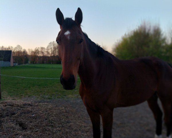 horse Deibelschlag (Westphalian, 2018, from Diathago)
