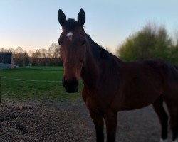 horse Deibelschlag (Westphalian, 2018, from Diathago)