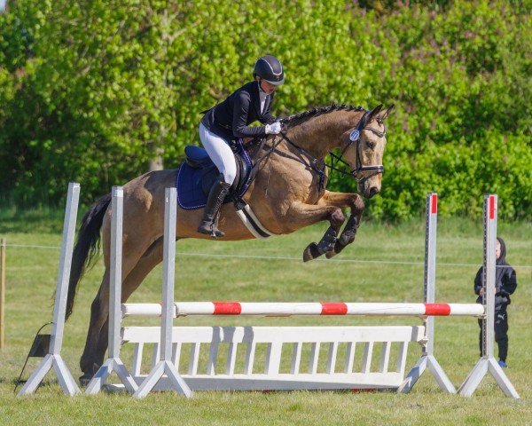 horse Steverheides Qantastisch (Westphalian, 2017, from Qaside Md)
