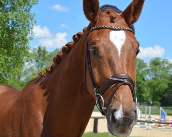 Pferd Walentino (Deutsches Sportpferd, 2021, von Wicked Game Woodlander)