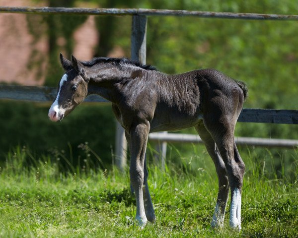 horse Royal Milkface (Oldenburg, 2017, from Rey du Sol)