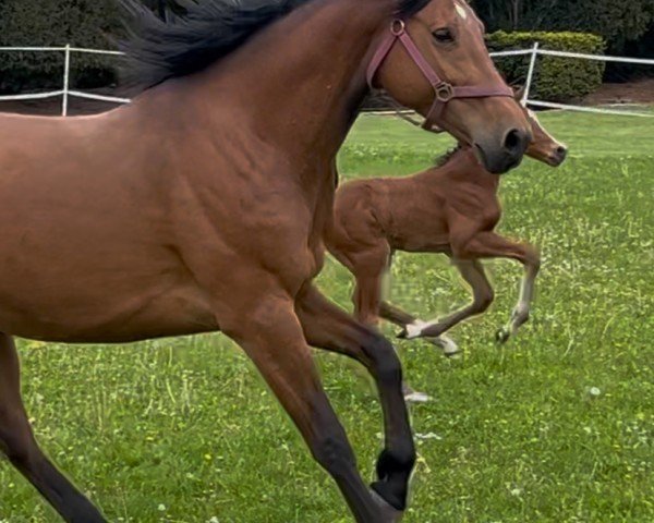 broodmare Balina S (Oldenburg show jumper, 2017, from Lordanos)