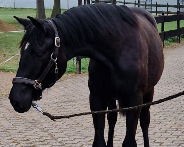 horse Petite 'Etoile (Trakehner, 2024, from Rheinglanz)