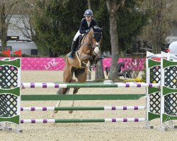 jumper Il Divo (KWPN (Royal Dutch Sporthorse), 2013)