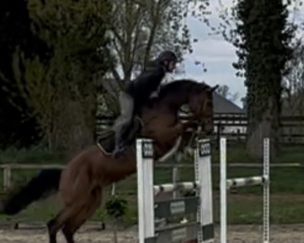 Springpferd Leev Marie S (Holsteiner, 2018, von Million Dollar)
