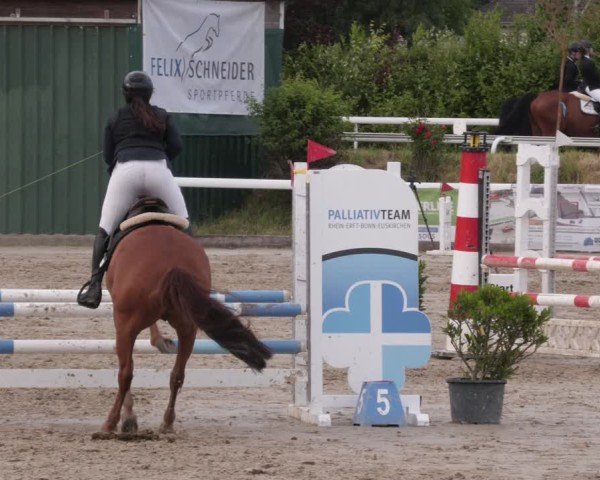 Reitturnier Bornheim-Widdig 2025