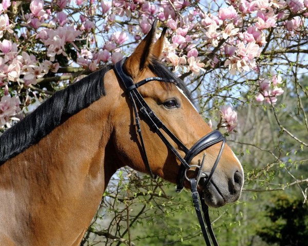 horse Dorena 65 (Westphalian, 2014, from Don Diarado)