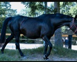 broodmare La Decouverte UK (Oldenburg, 2011, from Dante Weltino Old)