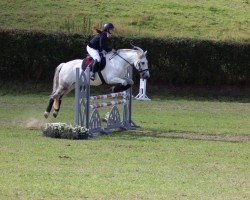Cavallo da salto Boley Gloss (Irish Sport Horse, 2013)