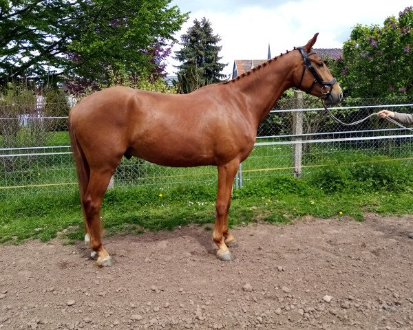 horse Le Filou Rouge (German Sport Horse, 2017, from Lahnstein 4)