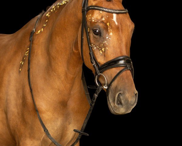 Dressurpferd Carrera 86 (Deutsches Reitpony, 2020, von FS Clarimo)
