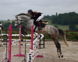 Springpferd Cornet's Gold HW (Holsteiner, 2020, von Cornet Obolensky)