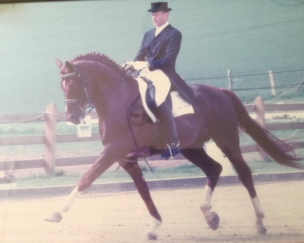 stallion Beau Jolie (Hanoverian, 1996, from Brentano II)