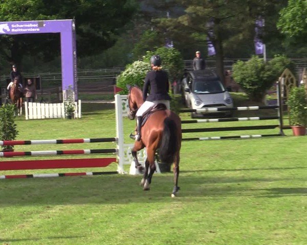 Reitturnier Scharnebeck 2025