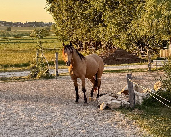 Pferd FirstClass Colorit (Deutsches Reitpony, 2019, von First Class Colorado)