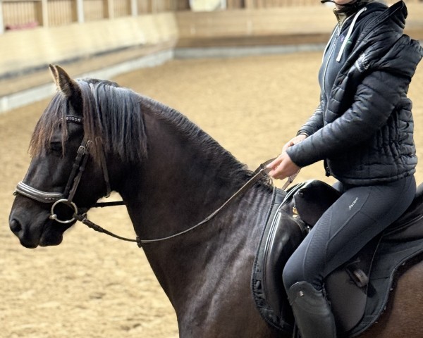 horse Semhofs Black Pepper (German Riding Pony, 2021, from Cadlanvalley Sir Ivanhoe)