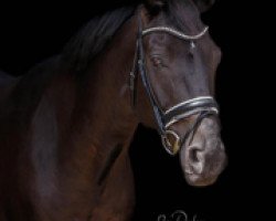 dressage horse Coeur de Grande (Oldenburg, 2008, from Conteur)