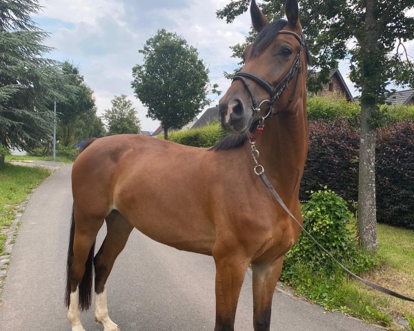 horse Calucy (Hanoverian, 2015, from Cordynox)