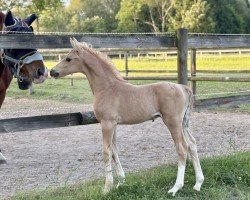 Fohlen von Nanga Namaste (Deutsches Reitpony, 2025, von Nanga Parbat d'Alpen)