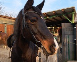 broodmare Caramba 59 (German Riding Pony, 2006, from Notre Marc)