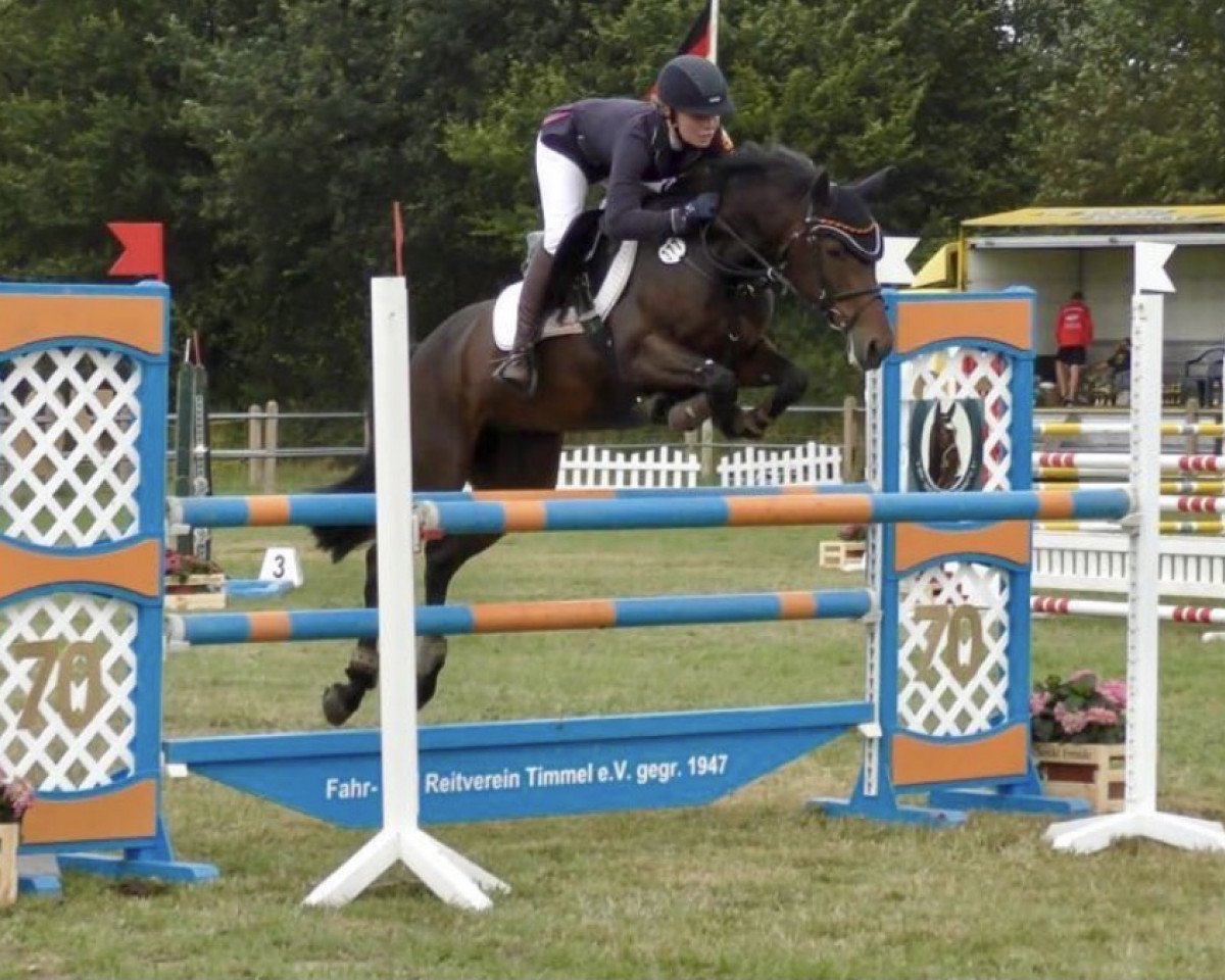 Zuchtstute Lollipop WE (Deutsches Reitpony, 2009, von Henry)