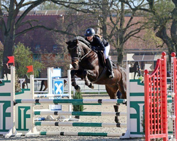Caballo de salto Cooper 280 (Hannoveriano, 2016, de Clinton's Heart)