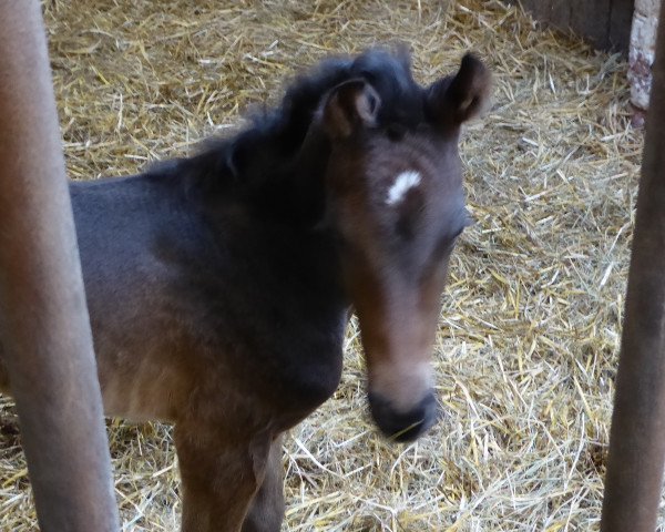 horse Finja TS (Westphalian, 2021, from Finest)