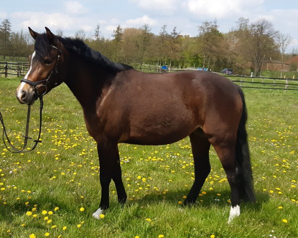 Pferd Honey Bee (Deutsches Reitpony, 2017, von Halifax)