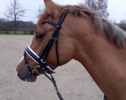 broodmare Valencia (German Riding Pony, 2017, from Vincenzo NRW)