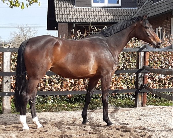 broodmare Balounita S (Westphalian, 2016, from Balous Bellini)