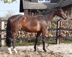Zuchtstute Balounita S (Westfale, 2016, von Balous Bellini)