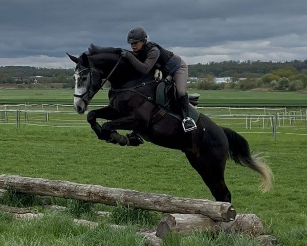 horse High Road F (Westphalian, 2021, from HICKSTEAD WHITE)