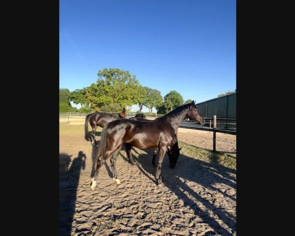 Video of Stute von Bonjour / For Romance I