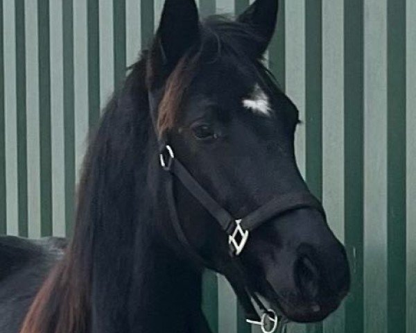 horse Stute von Bonjour / For Romance I (Oldenburg, 2023, from Bonjour)