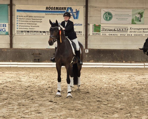 broodmare Shakira S 4 (Hanoverian, 2021, from Shu Fu) broodmare Shakira S 4 (Hanoverian, 2021, from Shu Fu)