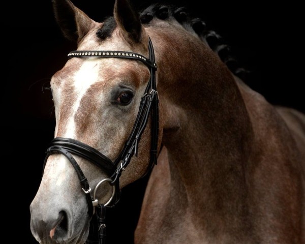 jumper Chardonnay 117 (Oldenburg show jumper, 2017, from Chacoon Blue)