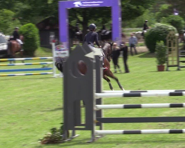 Reitturnier Scharnebeck 2025