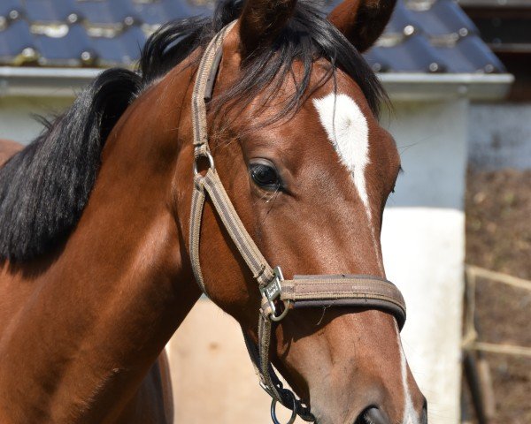 Pferd Hengst von Jameson RS2 / Bordeaux (Westfale, 2023, von Jameson RS2)