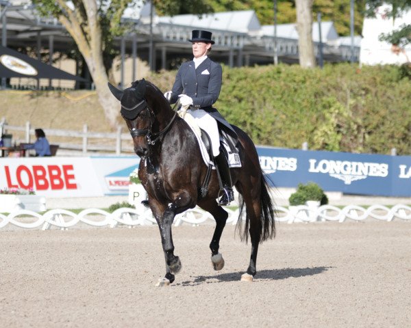 Dressurpferd L'Arbuste OLD (Oldenburger, 2010, von Skovens Rafael)