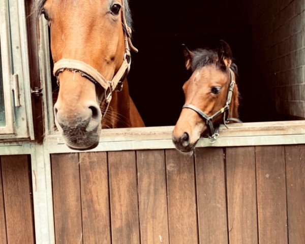 broodmare Skania 4 (Westphalian, 2012, from Spiderman)