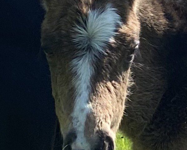 foal by Aviva NB (German Riding Pony, 2025, from A new Star)
