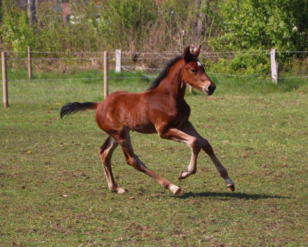 horse Captain Condor LH (Westphalian, 2021, from Captain Jack 44)