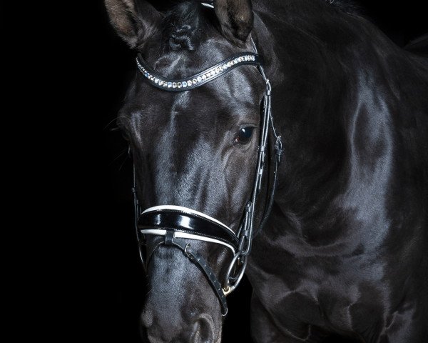 dressage horse Flaconi (Hanoverian, 2017, from Fürstenball)