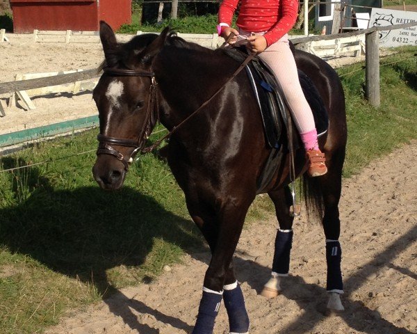 Zuchtstute Immentals Chocolate Girl (Deutsches Reitpony, 2009, von Baltic Dream)