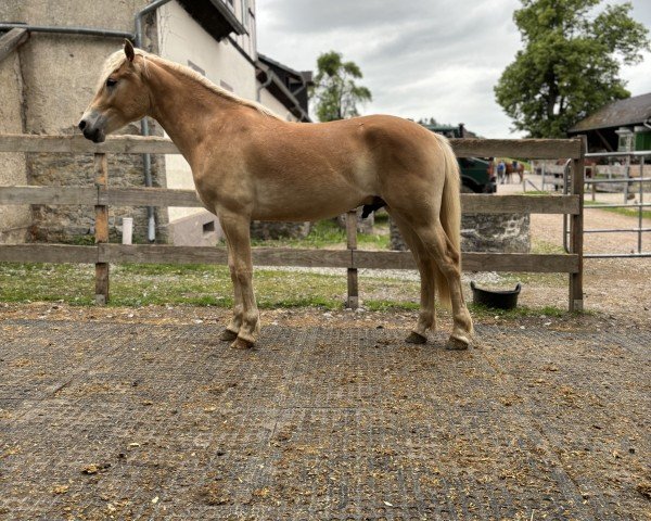horse Stuart-Little (Haflinger, 2023, from liz.581/T Sternengold)