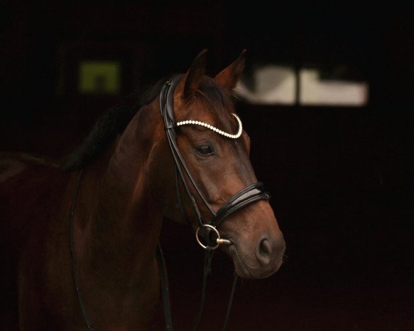 dressage horse Don Diego 88 (Hanoverian, 2014, from Don Frederico)