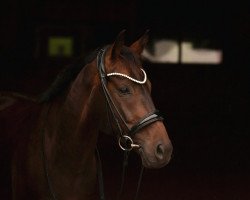 dressage horse Don Diego 88 (Hanoverian, 2014, from Don Frederico)