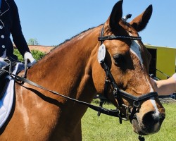 jumper Gladdys 40 (German Riding Pony, 2005, from Golden Game Boy)