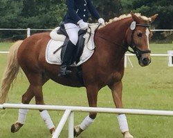 dressage horse Lucas 200 (unknown, 1997)