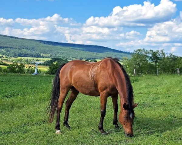 Pferd Fagott (Trakehner, 2007, von Brioni)